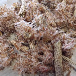 Scots Pine Flowers for tea