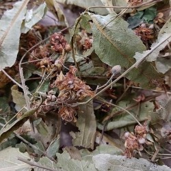 linden leaves and flowers for tea