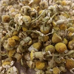 fleurs de camomille pour préparer le thé
