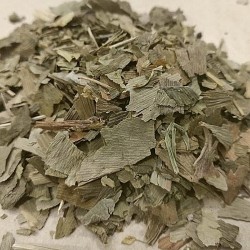 folhas de Ginkgo Biloba para preparar chá