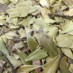 feuilles de busserole pour préparer le thé