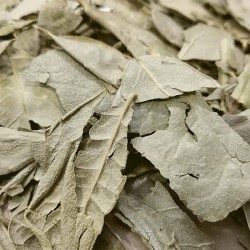 feuilles audacieuses pour préparer le thé/infusion