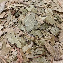 folhas de hamamélis para preparar chá