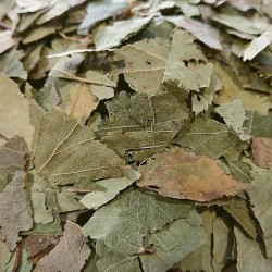 birch leaves for tea