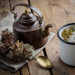 thé de muss de l'Islande dans une théière et une tasse