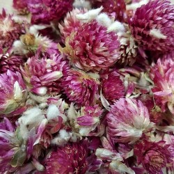 organically grown globe amaranth flowers for tea / infusion