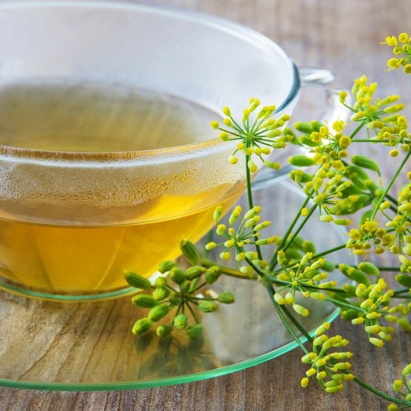 fennel plant for tea