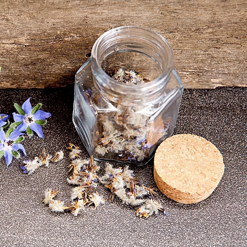 dried borage leaves and flowers in a jar next to fresh flowers