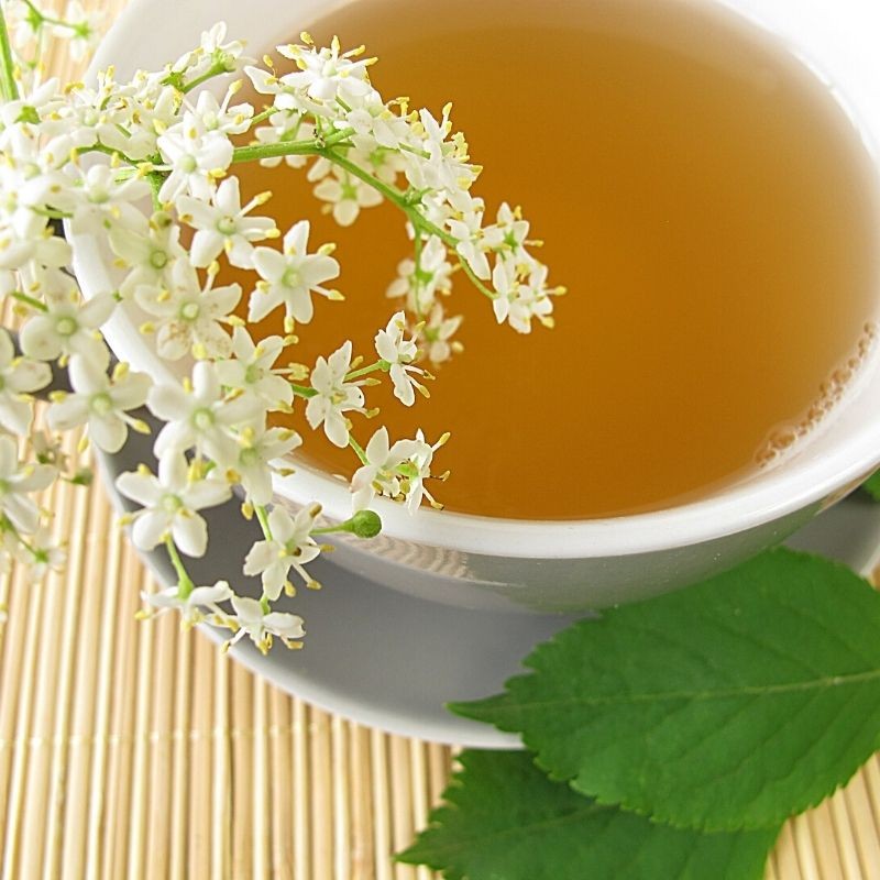 chá / infusão de flores de sabugueiro