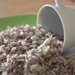 sanguinaria en un plato al lado de una taza