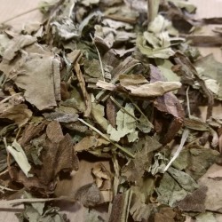 hojas de pulmonaria para preparar té