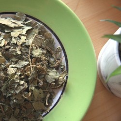 gymnema leaves on a plate next to a vase