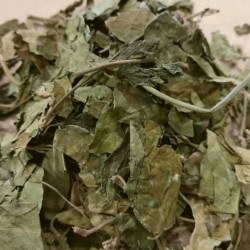 feuilles de gymnase pour faire du thé