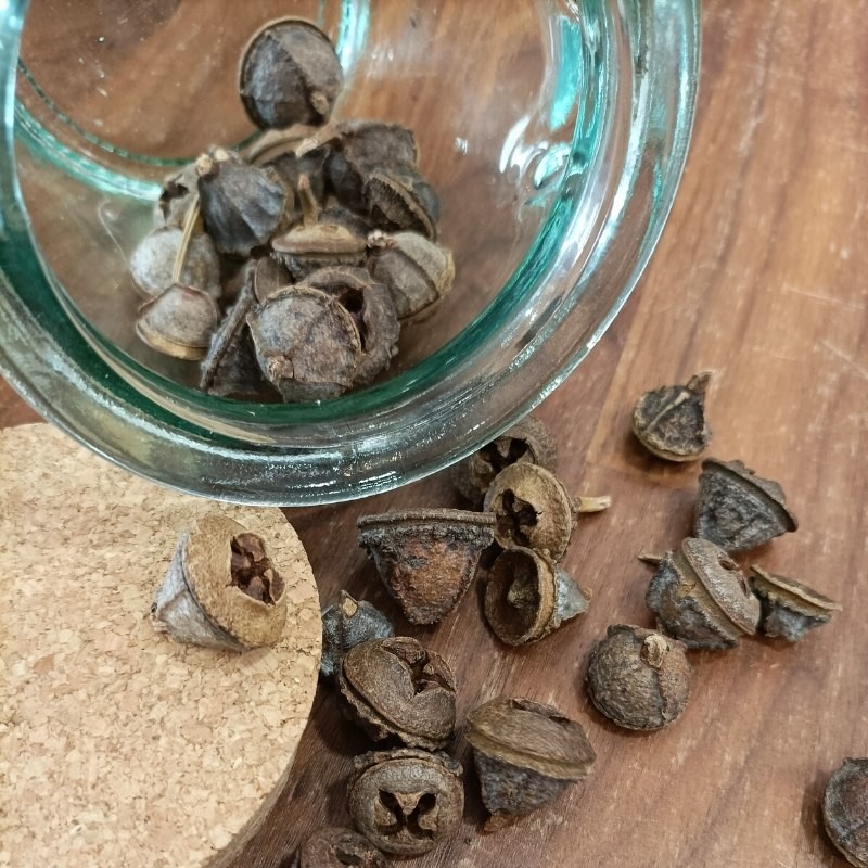 eucalyptus pods in a jar and on the table