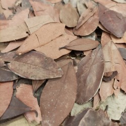 pedra hume leaves to make tea