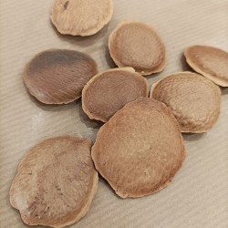 semillas de sucupira para preparar té