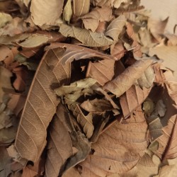feuilles de goyave pour le thé