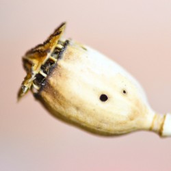 dry poppy capsule