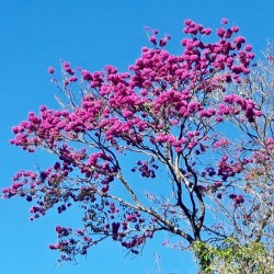 árvore medicinal de pau d'arco - ipê roxo com as suas flores rosadas
