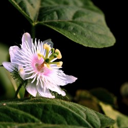 imagem de uma planta de passiflora viva