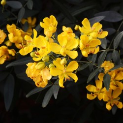 ramo de sene com belas flores amarelas