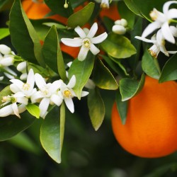 flores brancas de laranjeira nos ramos junto aos frutos