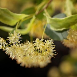 imagem de um ramo florido de tília