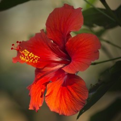 flor de hibisco na natureza