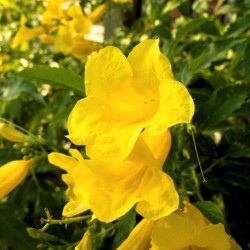 flores amarelas de unha de gato na natureza