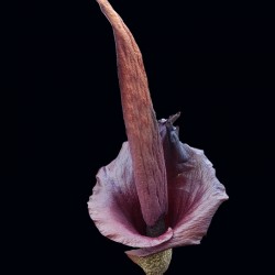 flor de konjac