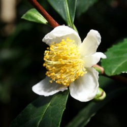 flor e folhas do arbusto de chá na natureza