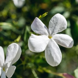 flores brancas de jasmim na natureza