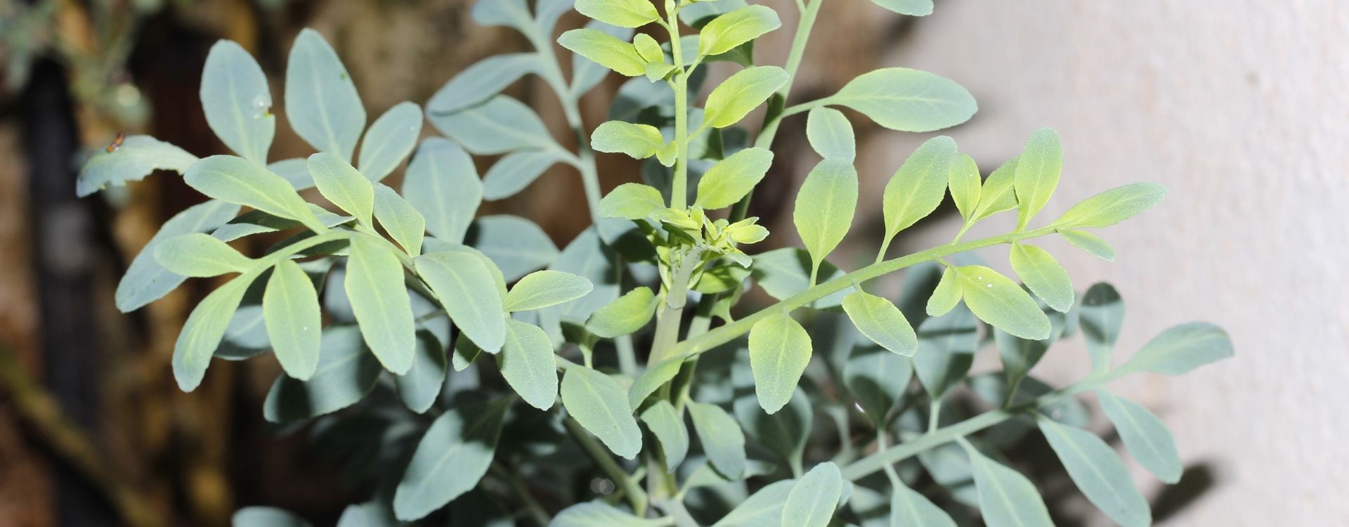 Benefícios do Chá de Arruda - Para que Serve esta Planta Medicinal