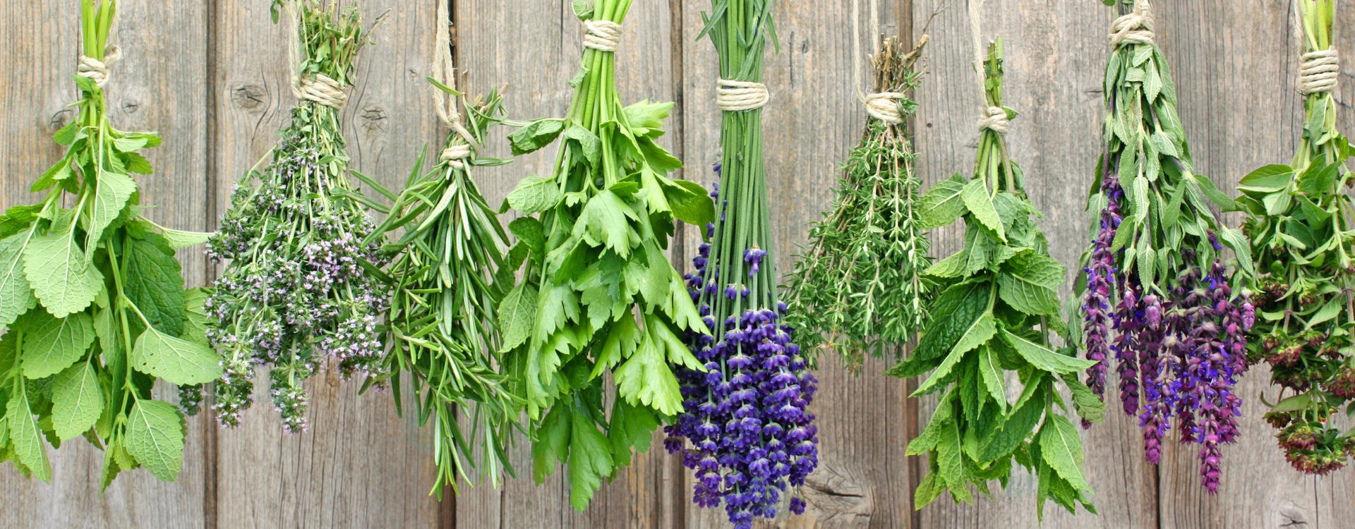 Fitoterapia e Plantas Medicinais: Uma Terapia e Visão Holística