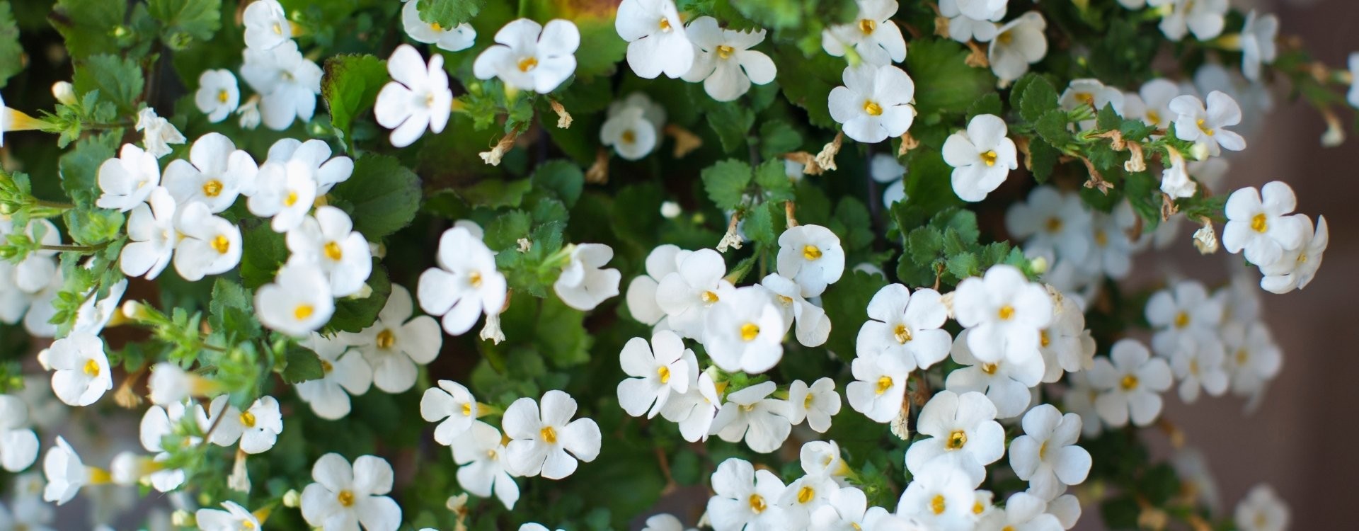 Enfrente os Exames com Bacopa!