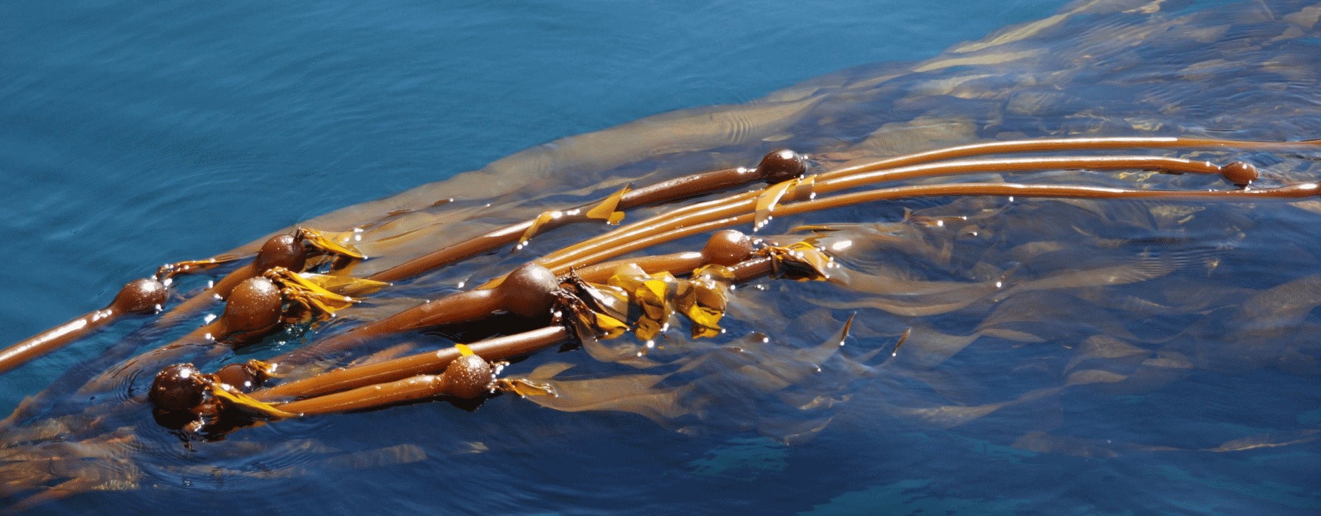 Kelp, uma Fonte Natural de Iodo - Benefícios das Algas Marinhas