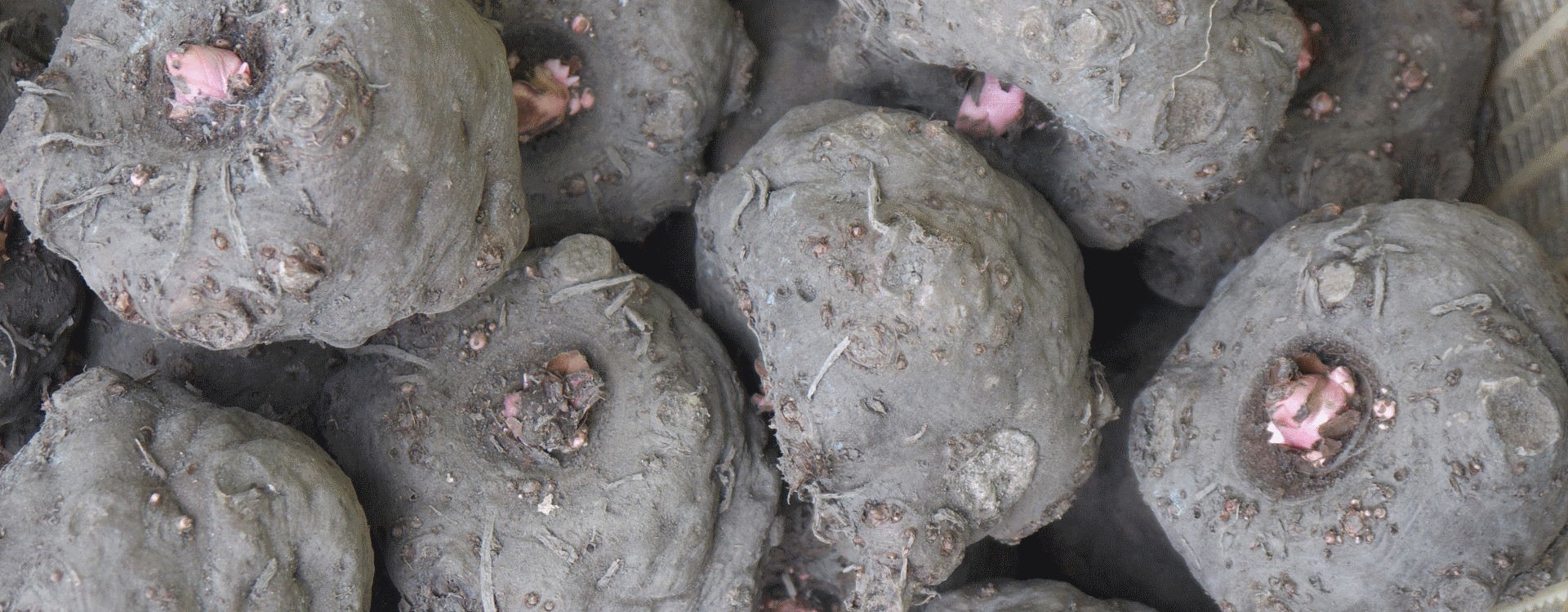 Konjac - O que é? Descobre os Benefícios do Pó para Emagrecer