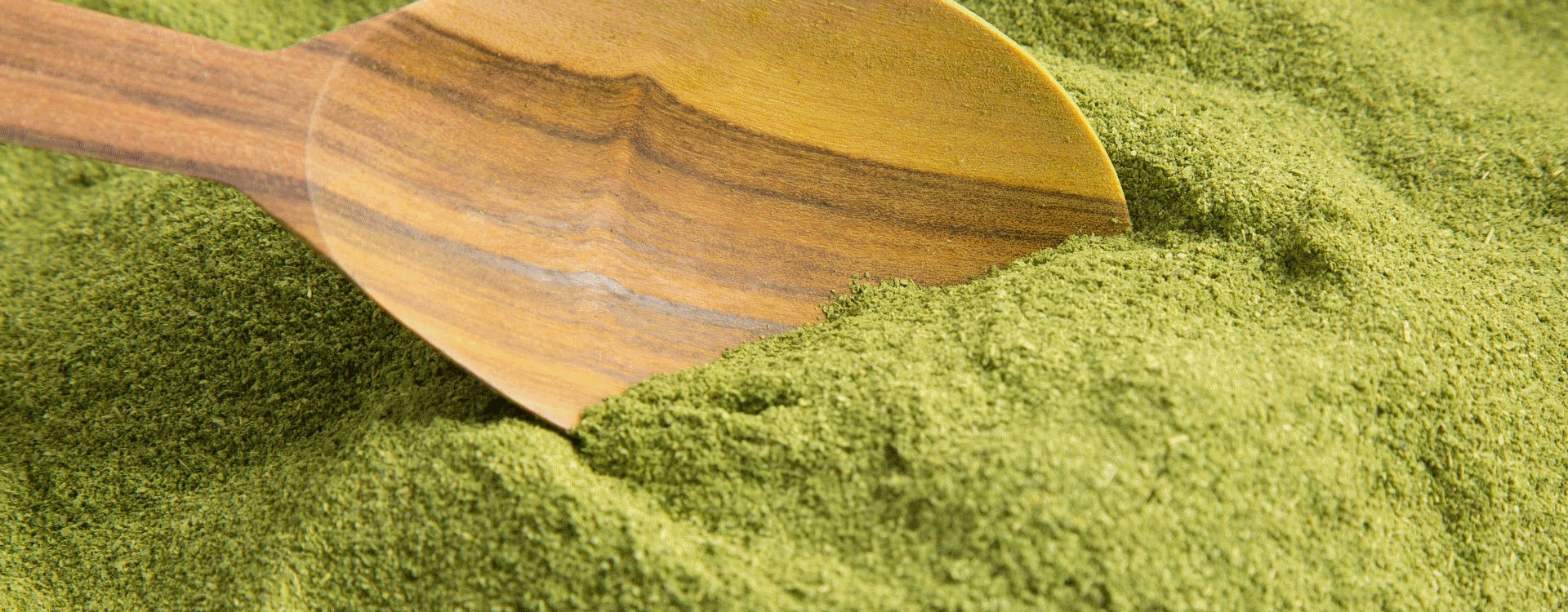 Benefícios do Moringa, uma planta milagrosa por descobrir