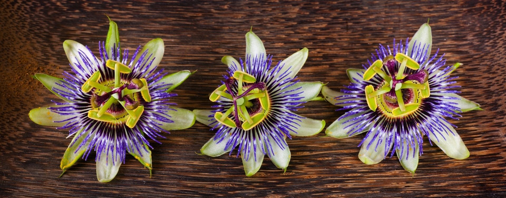 Passiflora, um relaxante natural cheio de Benefícios