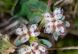 Silver Nailroot (Algerian Tea) Benefits - Discover this Mysterious Herb