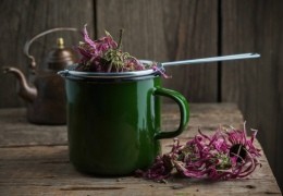 What is Echinacea Tea good for? Find the Health Benefits