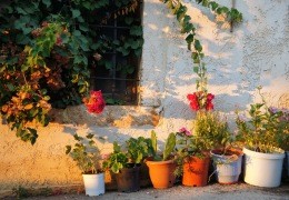 ¿Dónde Pongo una Planta de Ruda en el Interior de la Casa?