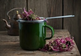 Qué es la Equinácea - Propiedades y Beneficios de su Infusión