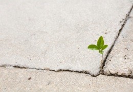 Tipos de Arruda - Onde Comprar a Planta em Portugal