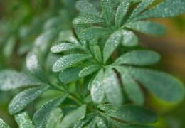 The Different Types of Rue - Discover the Medicinal Herbnal