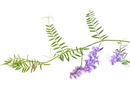 What is Goat's Rue Good for? Discover the Herb Benefits