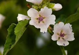 Propiedades de la Raíz de Malvavisco - La Planta Medicinal Suavizante