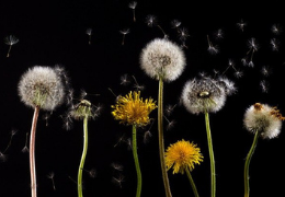 Dandelion Tea Benefits - The Detox Herb