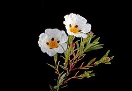 Gum Rockrose Tea Benefits – A Fantastic Medicinal Plant