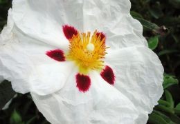 Cistus - Medicinal Herbs Super-Concentrated in Natural Antioxidants